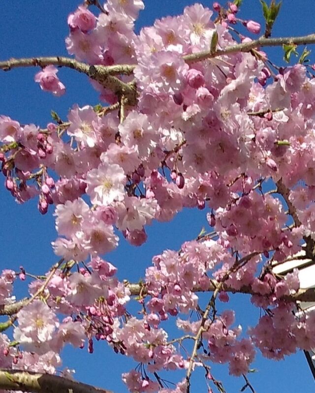 【桜開花】

図書館の桜が見頃を迎えています。

図書館の建物の周りを木々を見ながら一周すると春の訪れを感じられます。

#岩沼市民図書館#図書館#桜#桜開花#春の訪れ