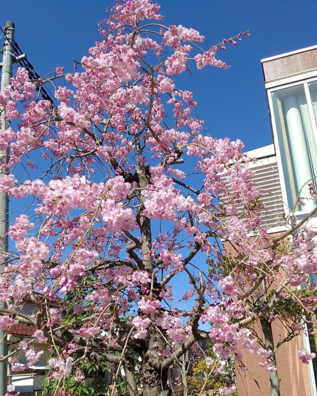 【岩沼市民図書館の植物通信】

図書館の桜が見頃を迎えています🌸

図書館にお越しの際は、建物の周りの木々や植物で季節を感じてみてください。

＊写真は今年もお掃除担当の職員が撮ってくれました📷

#岩沼市民図書館 #図書館 #岩沼 #桜 #桜開花 #タンポポ #春の訪れ