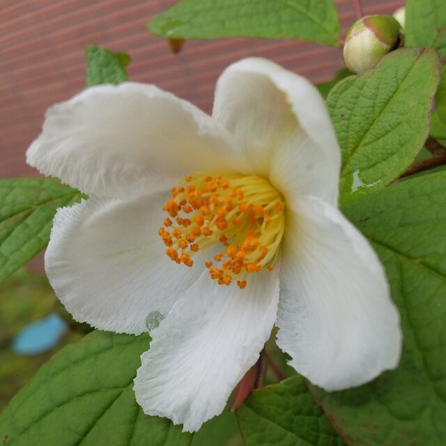 【岩沼市民図書館の植物通信🌺】

7月に入り、アサガオやノウゼンカズラなど夏の植物が街中で見られるようになってきました。

図書館では、駐車場と建物の間の植え込みにある夏椿が花を咲かせています。

ここで突然のクイズです！
Q. 夏椿の別の呼び名は何でしょうか？

図書館では植物の本、園芸の本も所蔵しています。気になった方は図書館の資料で調べてみてください。

＊写真はお掃除担当の職員が撮ってくれました📷

#岩沼市民図書館 #図書館 #岩沼 #夏 #夏椿 #ナツツバキ #シャラノキ #植物